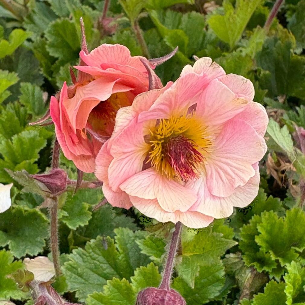 Geum 'Mai Tai' (Nagelkruid)