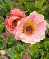 Geum 'Mai Tai' (Nagelkruid)