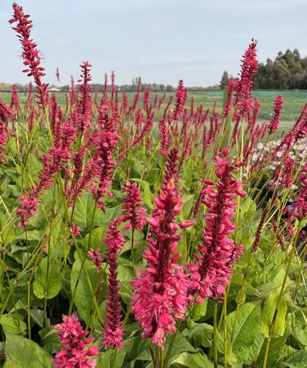 Persicaria amplexicaulis 'Speciosa' (Duizendknoop)