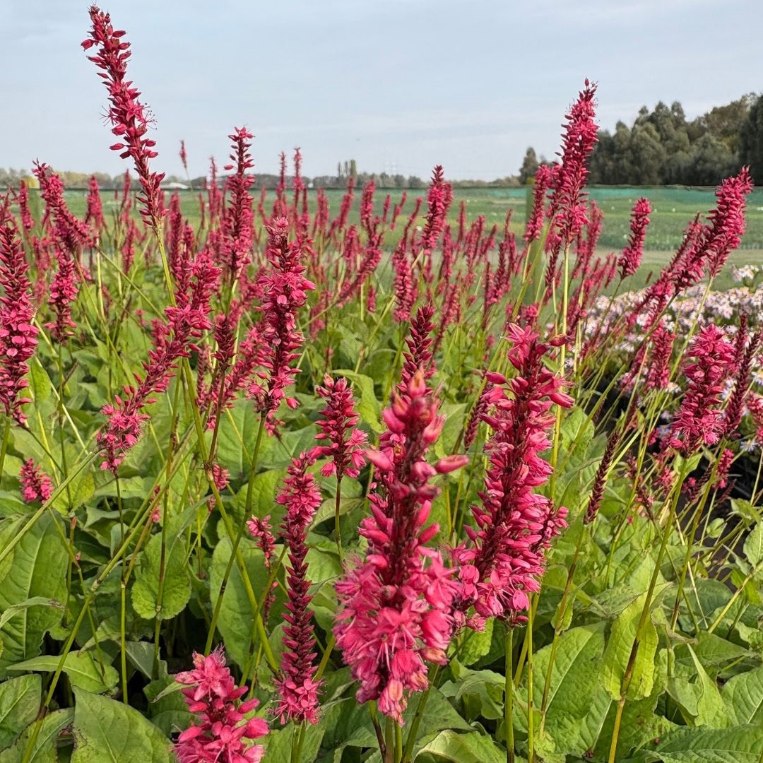 Persicaria amplexicaulis 'Speciosa' (Duizendknoop)