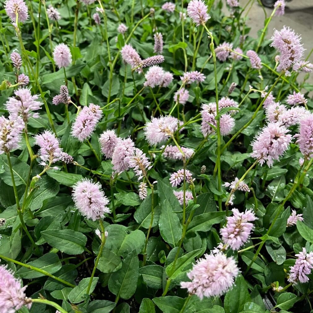 Persicaria bistorta 'Superba' (Duizendknoop)