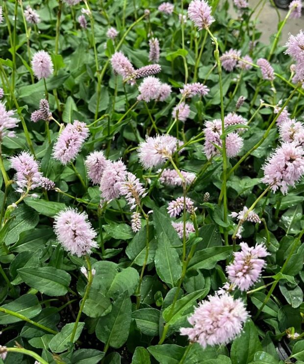 Persicaria bistorta 'Superba' (Duizendknoop)