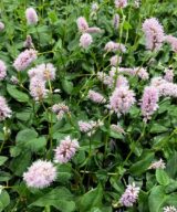 Persicaria bistorta 'Superba' (Duizendknoop)