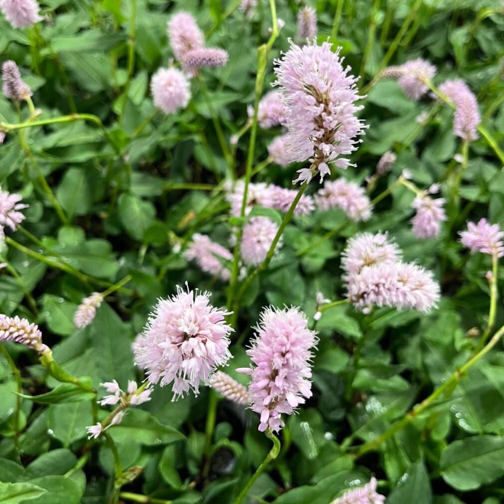 Persicaria bistorta 'Superba' (Duizendknoop)