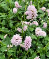 Persicaria bistorta 'Superba' (Duizendknoop)