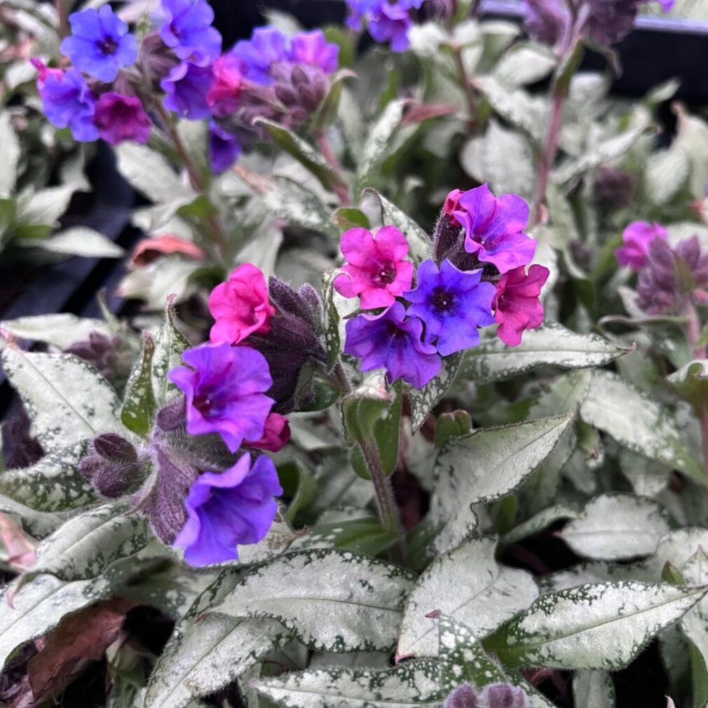 Pulmonaria longifolia 'Diana Clare' (Longkruid)