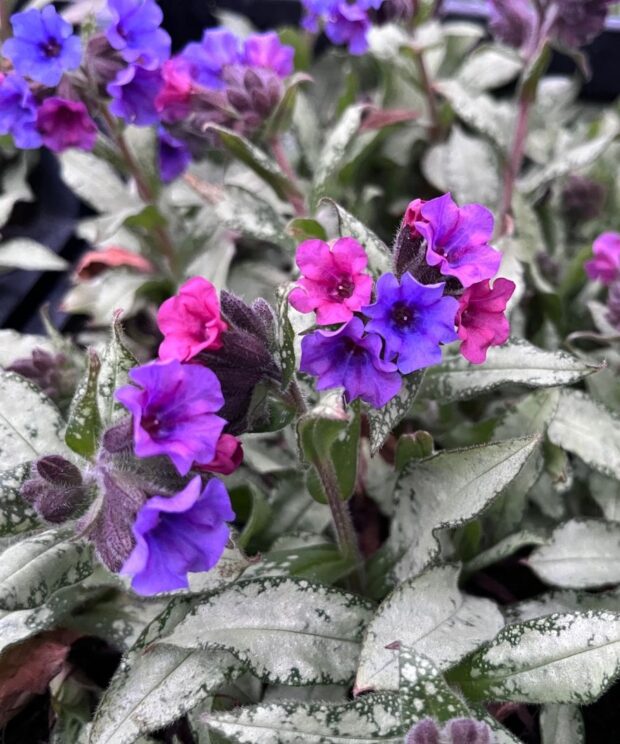 Pulmonaria longifolia 'Diana Clare' (Longkruid)