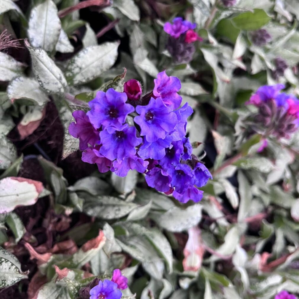 Pulmonaria longifolia 'Diana Clare' (Longkruid)