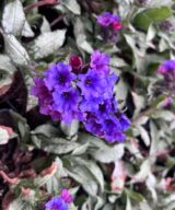 Pulmonaria longifolia 'Diana Clare' (Longkruid)