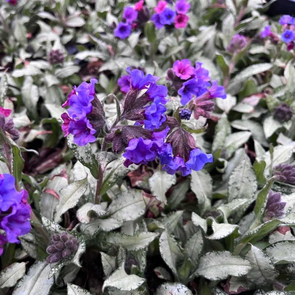Pulmonaria longifolia 'Diana Clare' (Longkruid)