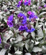 Pulmonaria longifolia 'Diana Clare' (Longkruid)