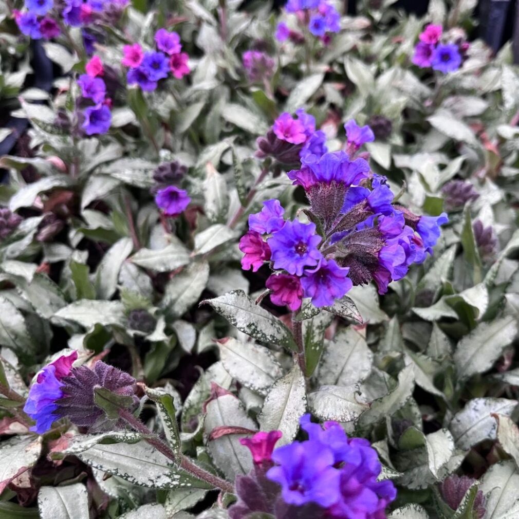 Pulmonaria longifolia 'Diana Clare' (Longkruid)
