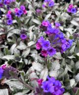 Pulmonaria longifolia 'Diana Clare' (Longkruid)