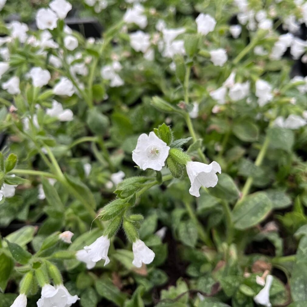 Pulmonaria officinalis 'Ice Ballet' (Longkruid)