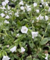 Pulmonaria officinalis 'Ice Ballet' (Longkruid)