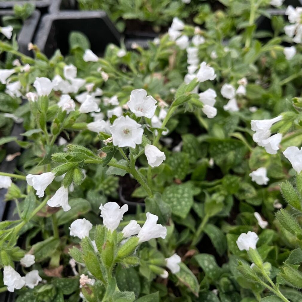 Pulmonaria officinalis 'Ice Ballet' (Longkruid)