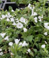 Pulmonaria officinalis 'Ice Ballet' (Longkruid)