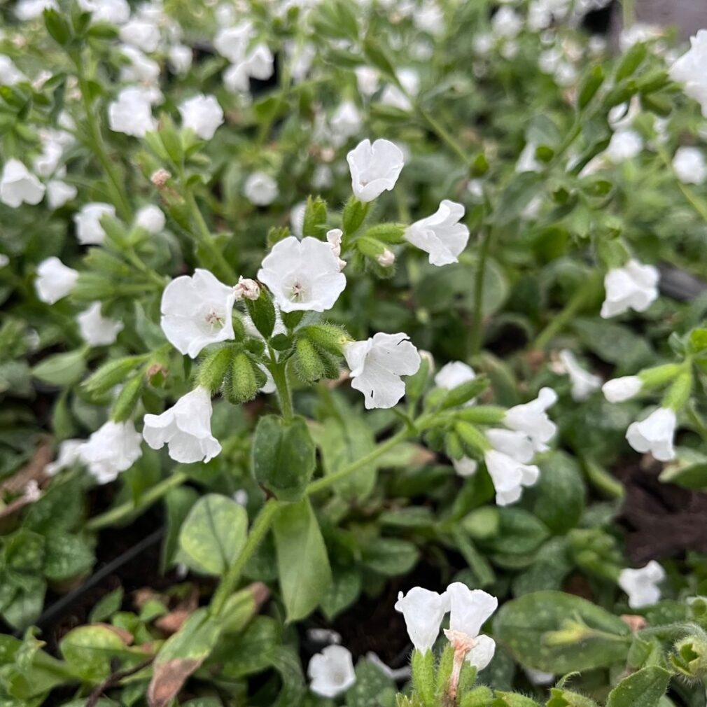 Pulmonaria officinalis 'Ice Ballet' (Longkruid)