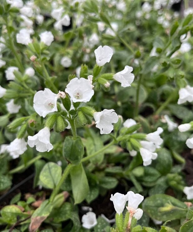 Pulmonaria officinalis 'Ice Ballet' (Longkruid)