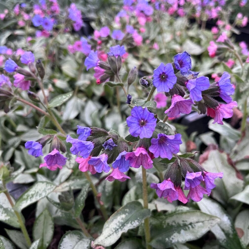 Pulmonaria longifolia 'Majesté' (Longkruid)