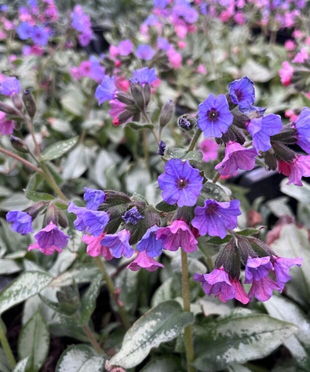 Pulmonaria longifolia 'Majesté' (Longkruid)