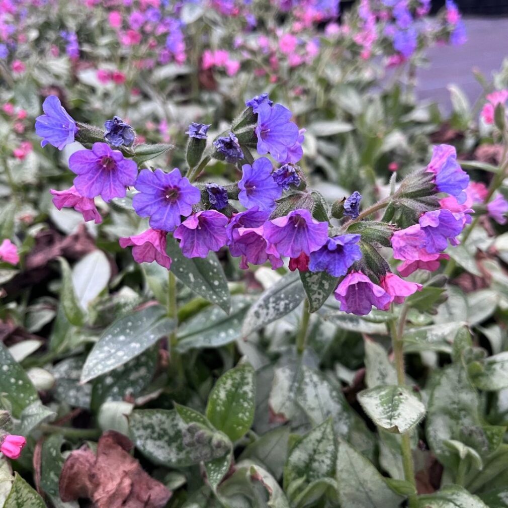 Pulmonaria longifolia 'Majesté' (Longkruid)