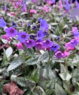 Pulmonaria longifolia 'Majesté' (Longkruid)