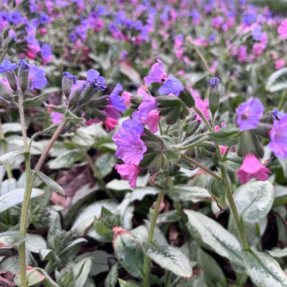Pulmonaria longifolia 'Majesté' (Longkruid)