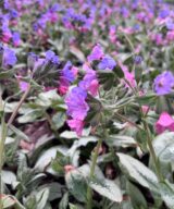 Pulmonaria longifolia 'Majesté' (Longkruid)