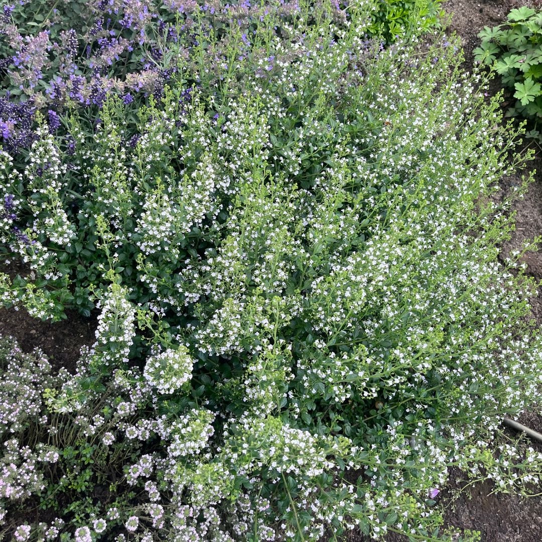 Calamintha nepeta nepeta (Steentijm)