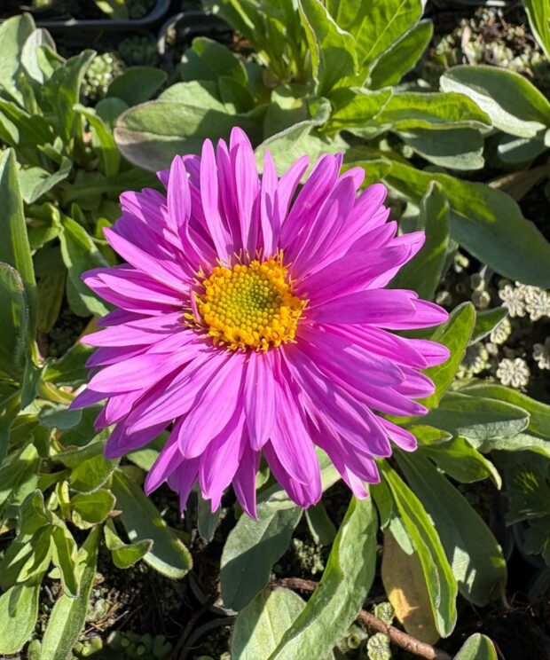 Aster alpinus 'Happy End' (Alpenaster)