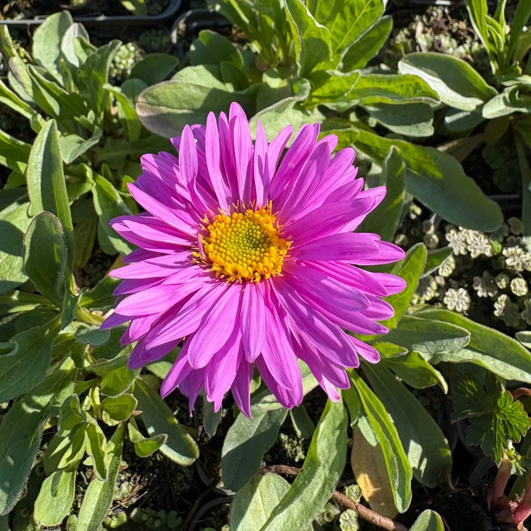 Aster alpinus 'Happy End' (Alpenaster)