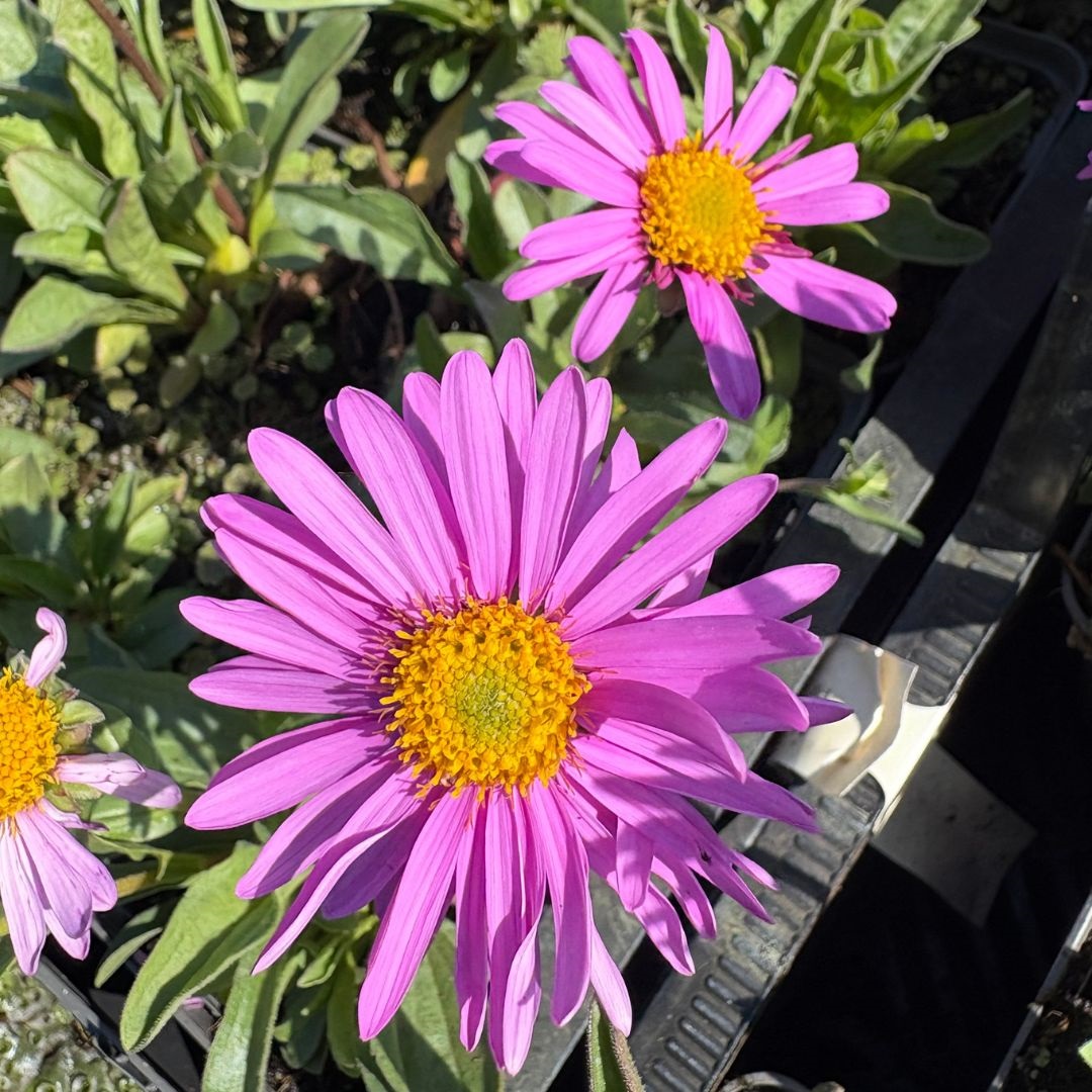 Aster alpinus 'Happy End' (Alpenaster)