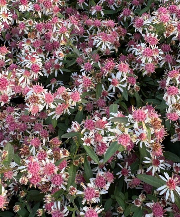 Aster lateriflorus 'Lady in Black' (Aster)
