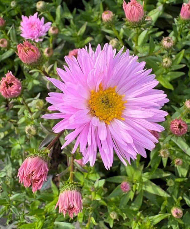 Aster novi belgii 'Fellowship' (Herfstaster)