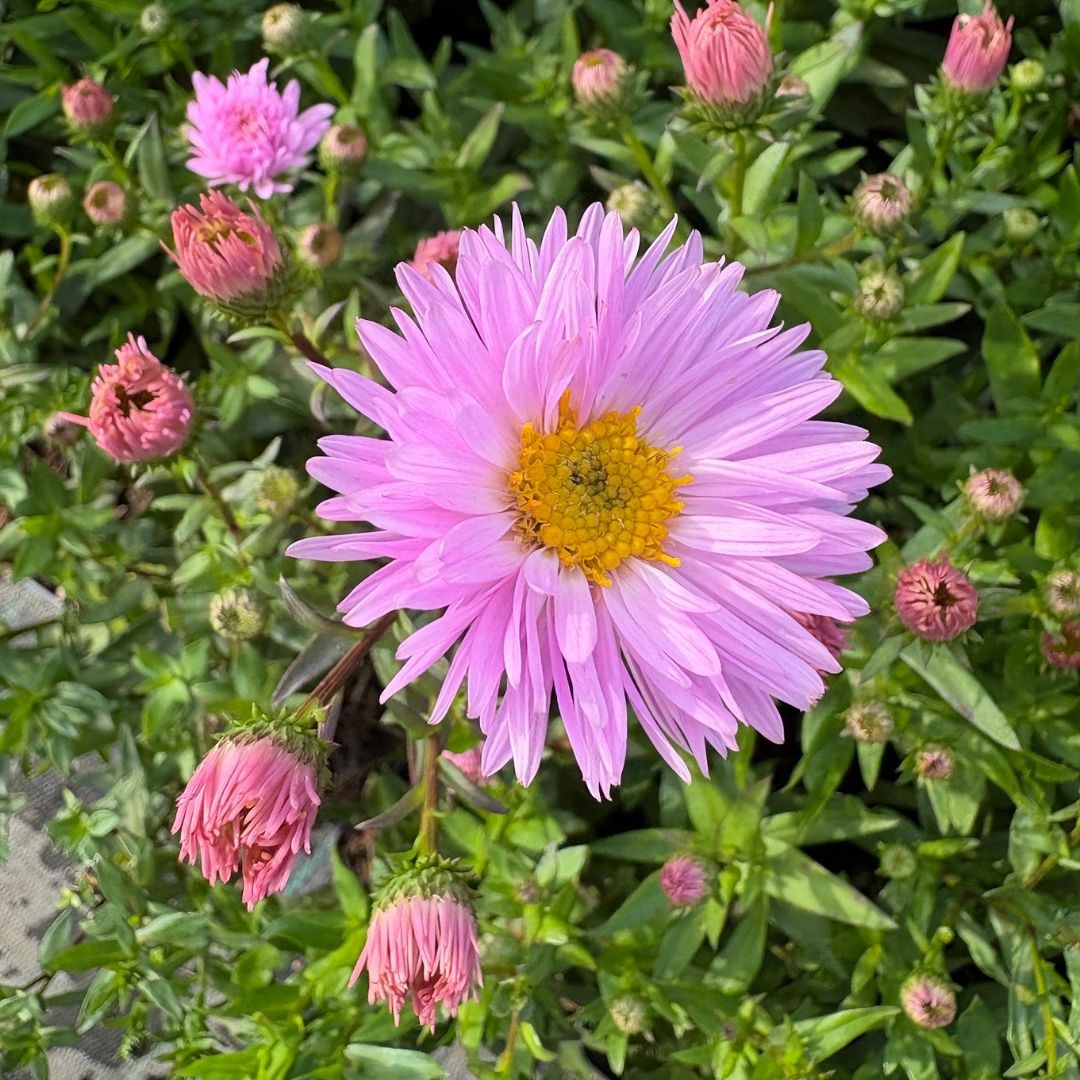 Aster novi belgii 'Fellowship' (Herfstaster)