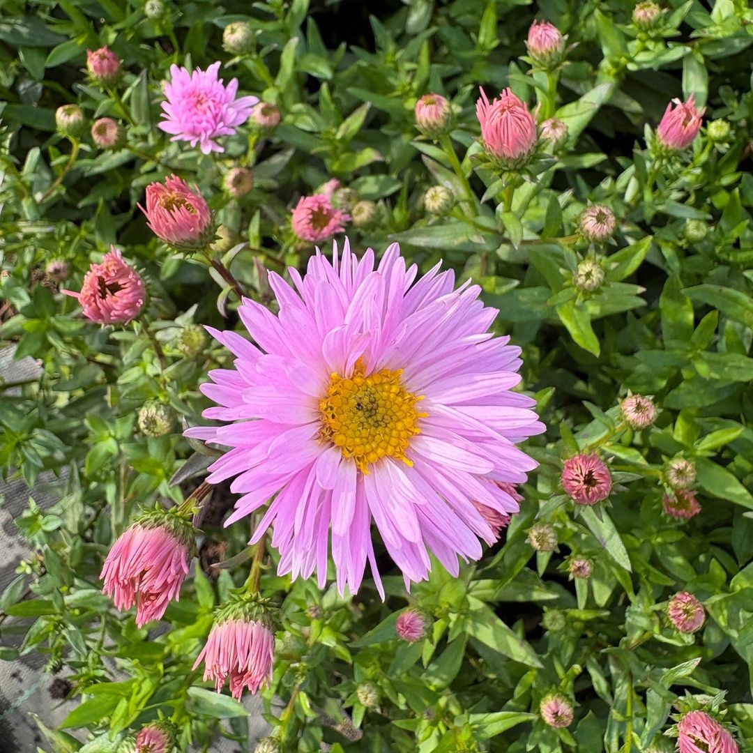 Aster novi belgii 'Fellowship' (Herfstaster)
