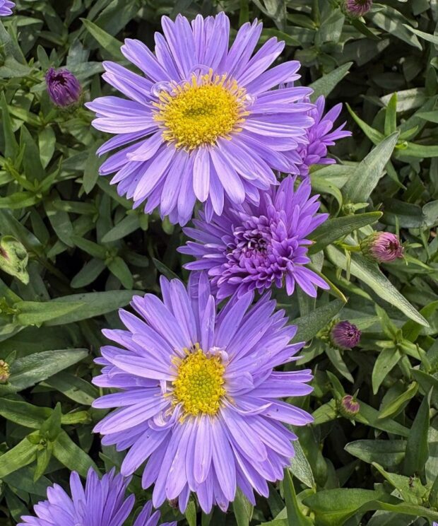 Aster novi belgii 'Marie Ballard' (Herfstaster)