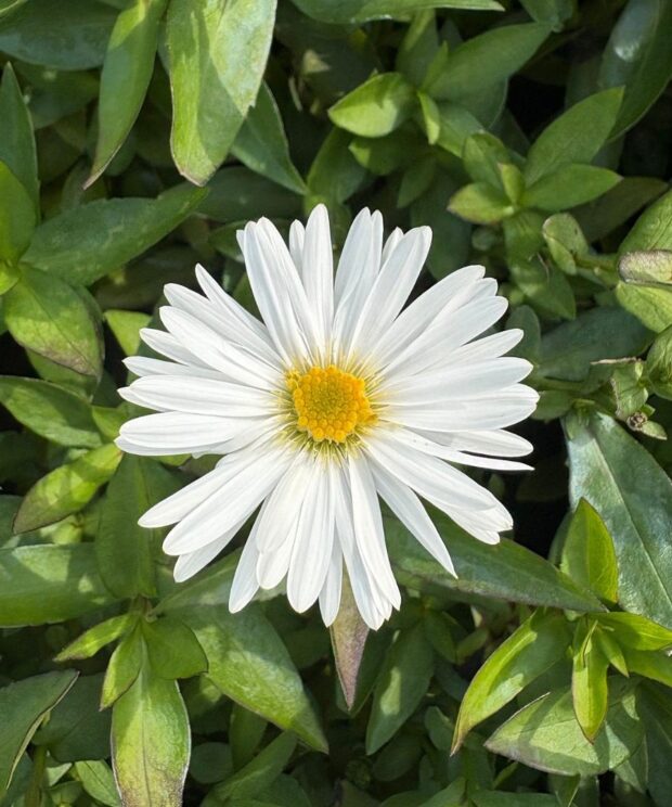Aster novi belgii 'White Ladies' (Herfstaster)