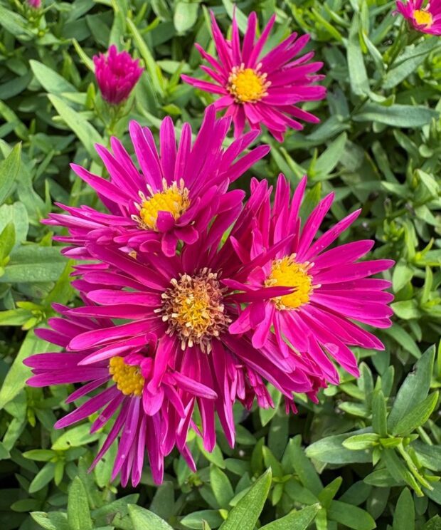 Aster novi belgii 'Winston Churchill' (Herfstaster)