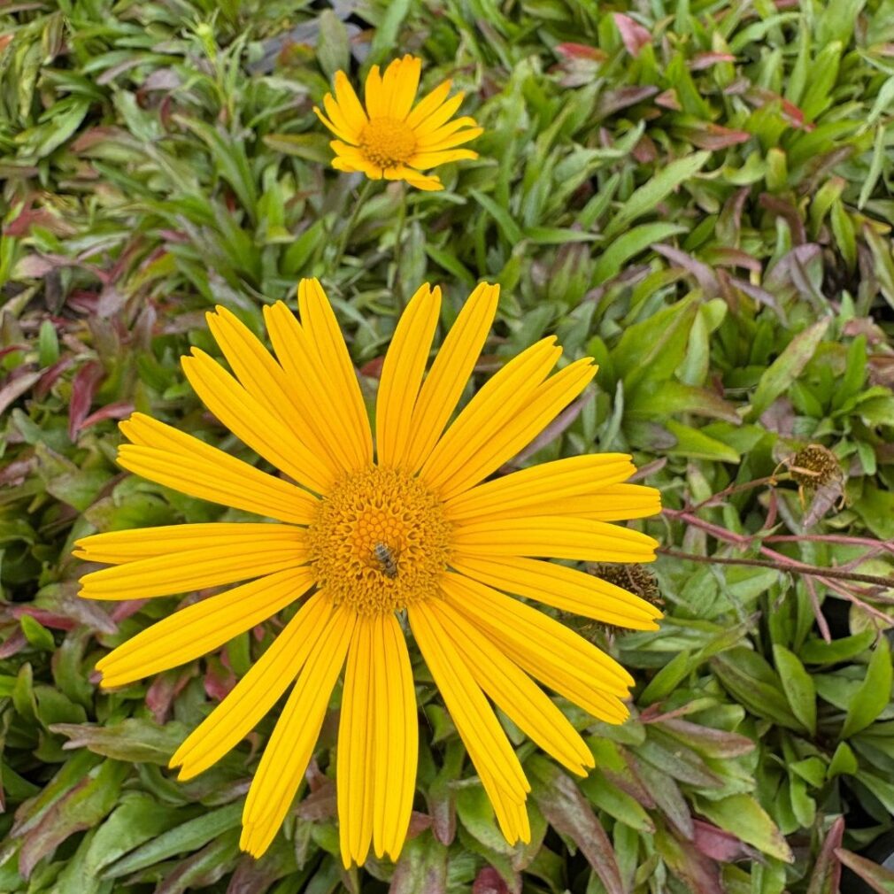 Buphthalmum salicifolium (Koeienoog)