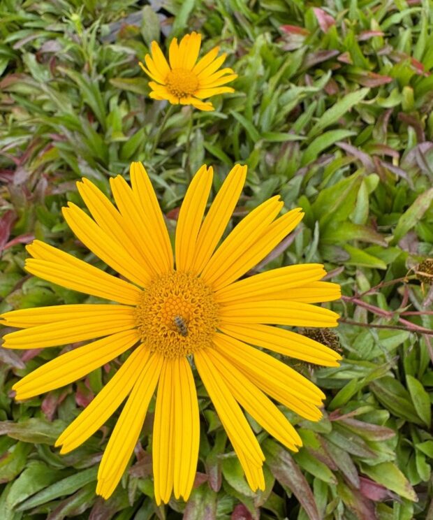 Buphthalmum salicifolium (Koeienoog)