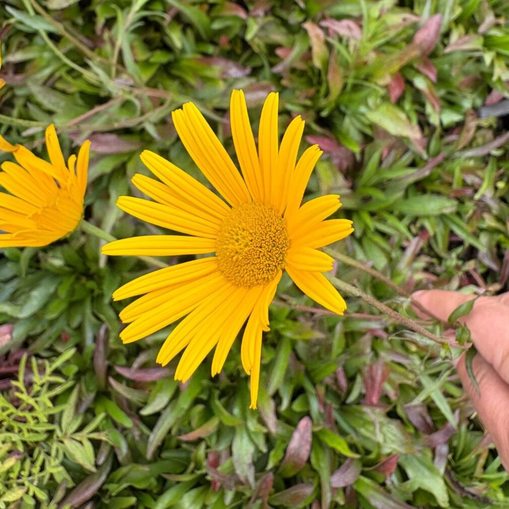 Buphthalmum salicifolium (Koeienoog)
