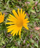 Buphthalmum salicifolium (Koeienoog)