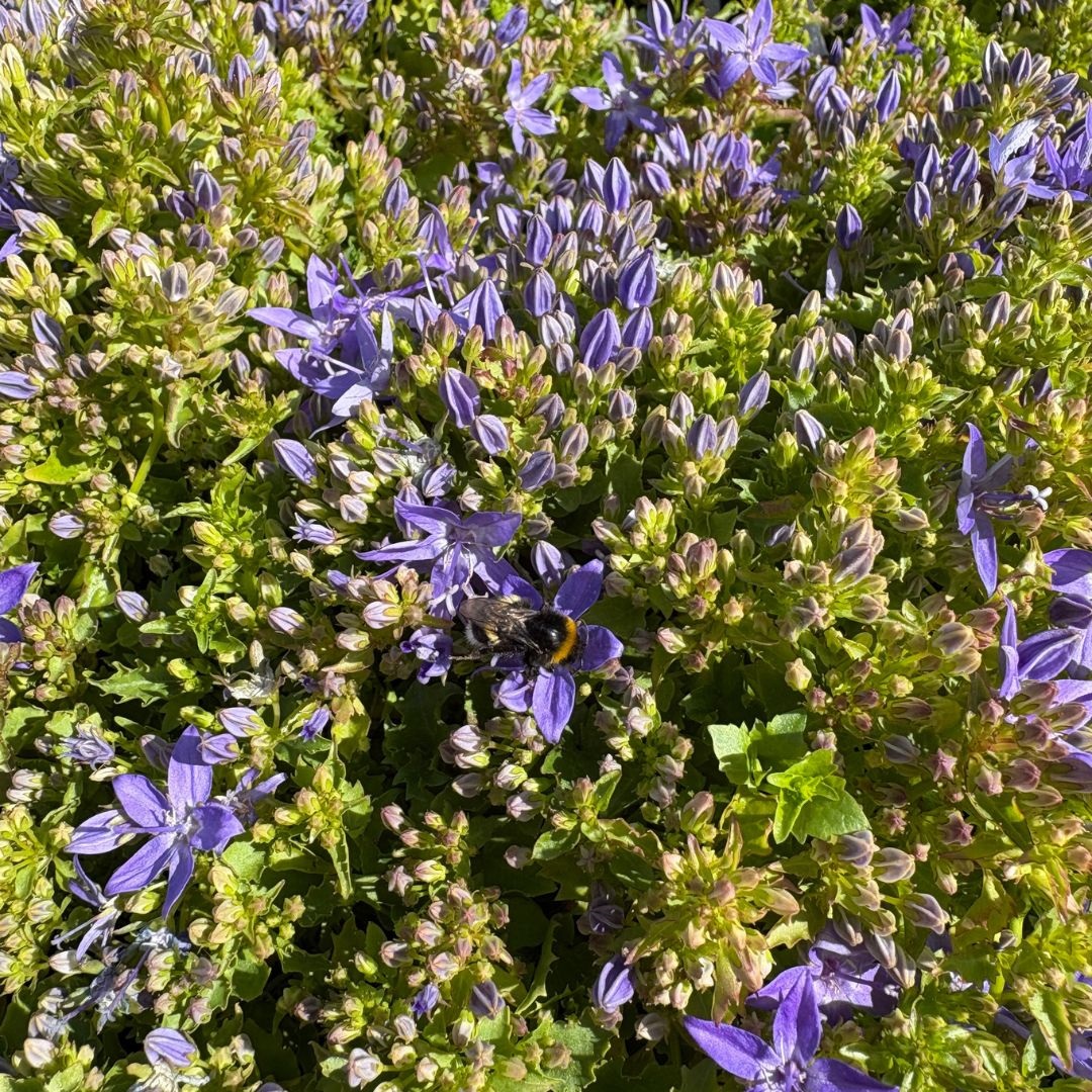 Campanula garganica (Klokjesbloem)