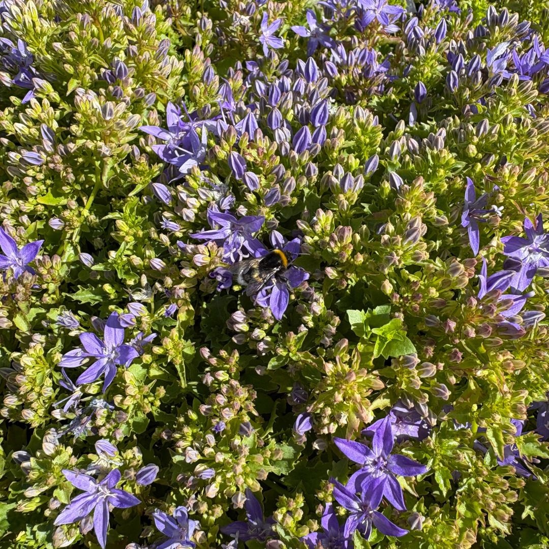 Campanula garganica (Klokjesbloem)