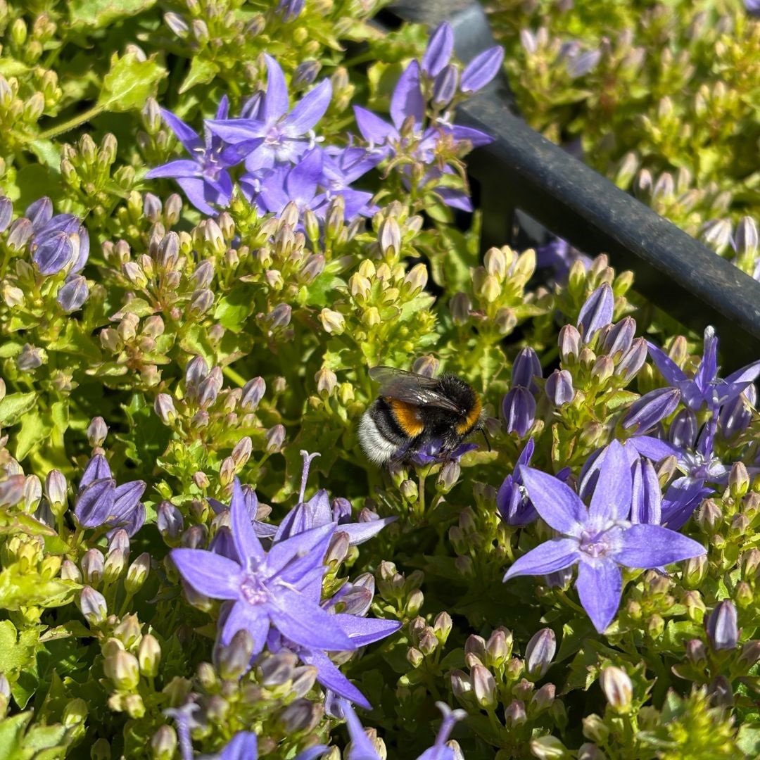 Campanula garganica (Klokjesbloem)
