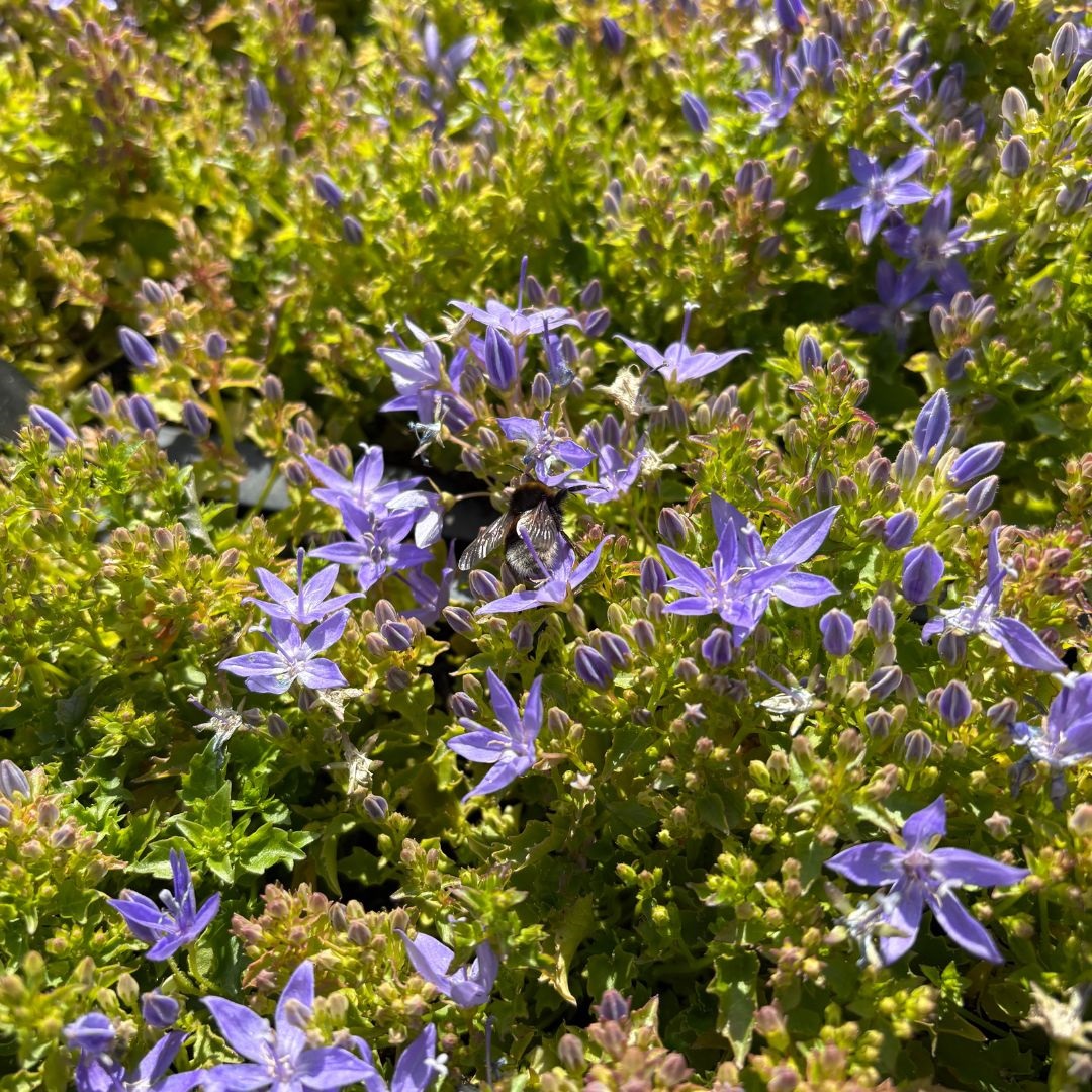Campanula garganica (Klokjesbloem)