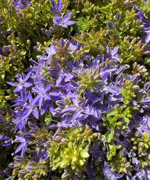 Campanula garganica (Klokjesbloem)