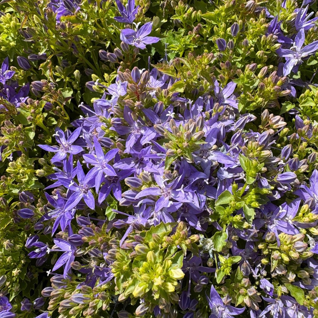 Campanula garganica (Klokjesbloem)